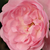 Roze - Engelse roos - Ausreef